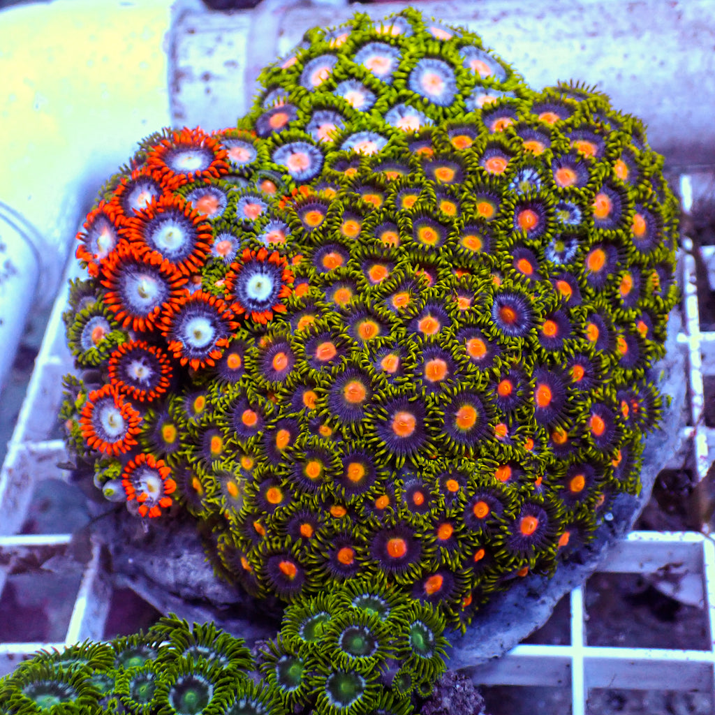 WYSIWYG Rainbow Zoa Combo Colony - Corals Anonymous
