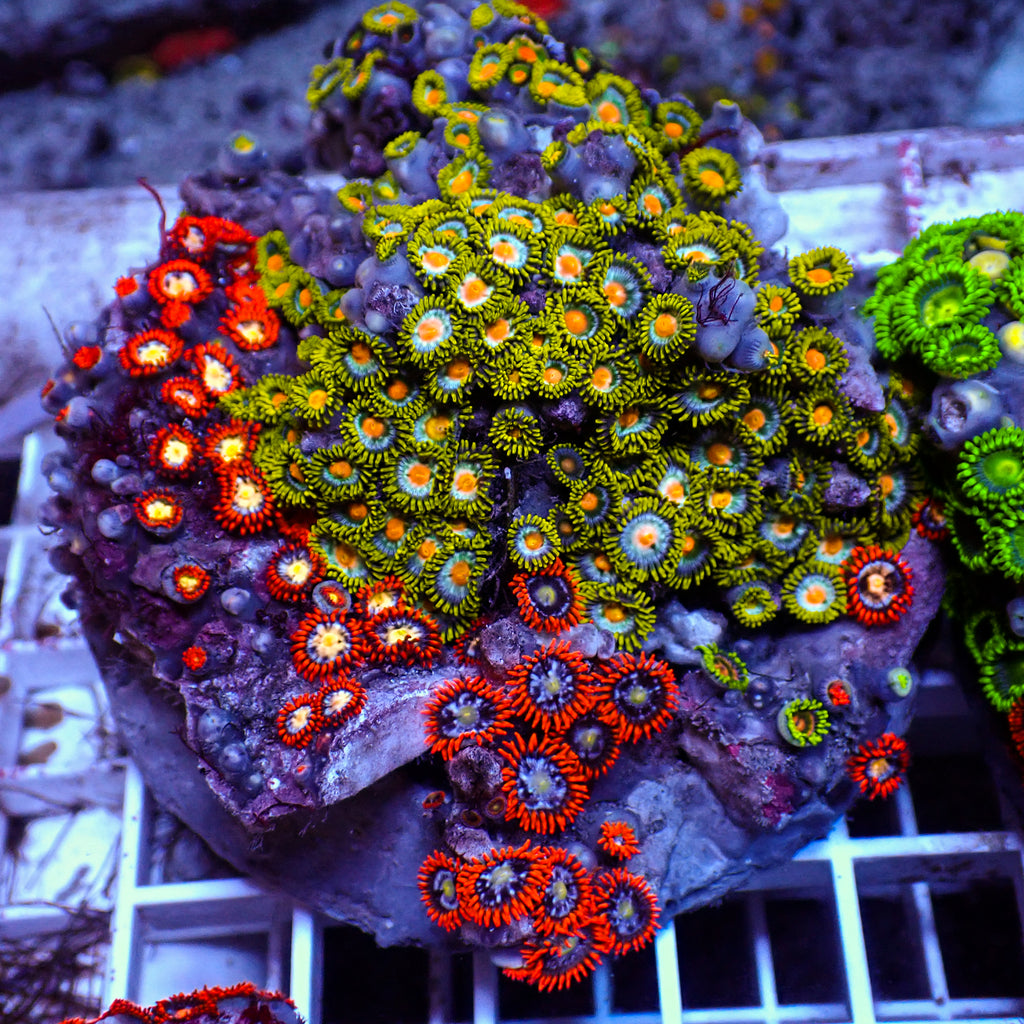 WYSIWYG Rainbow Zoa Combo Colony - Corals Anonymous