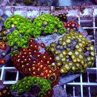 WYSIWYG Rainbow Zoa Combo Colony