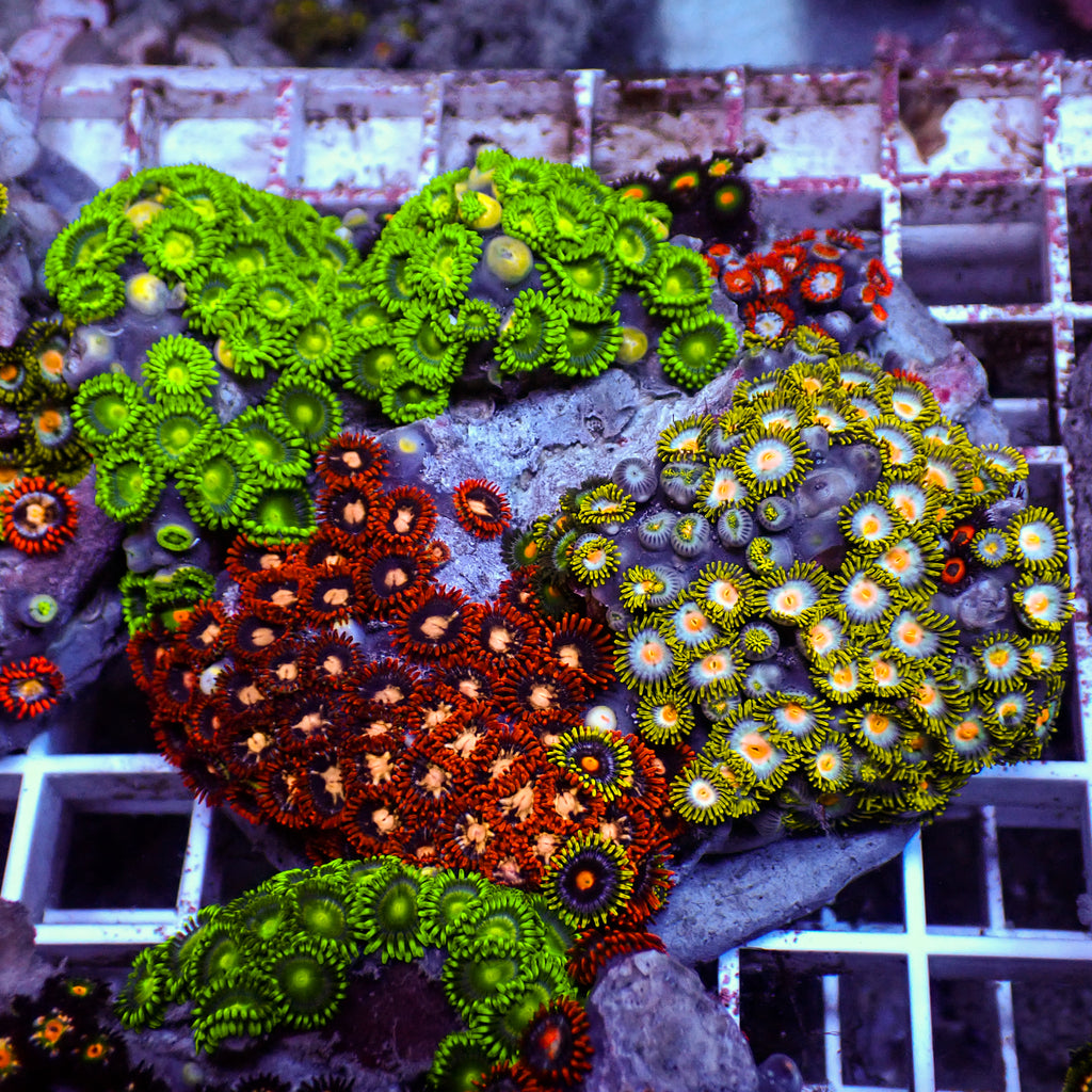 WYSIWYG Rainbow Zoa Combo Colony - Corals Anonymous