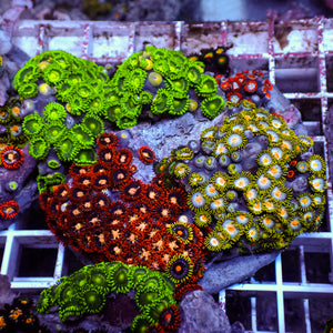 WYSIWYG Rainbow Zoa Combo Colony