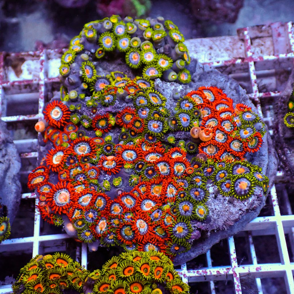 WYSIWYG Rainbow Zoa Combo Colony - Corals Anonymous