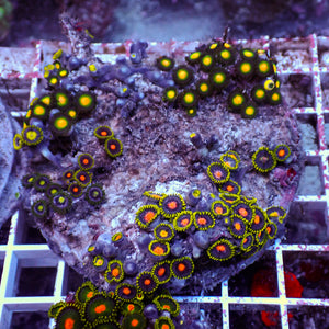 WYSIWYG Rainbow Zoa Combo Colony