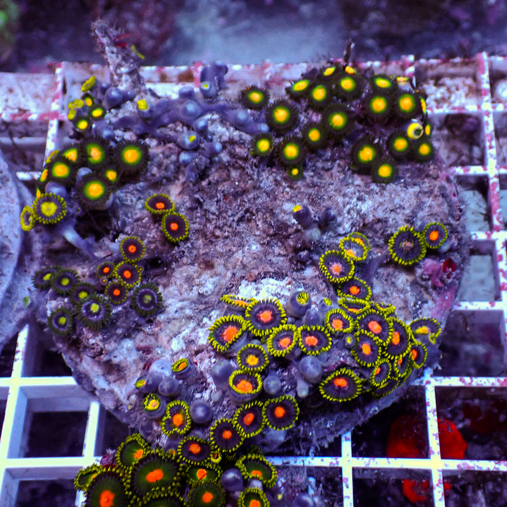 WYSIWYG Rainbow Zoa Combo Colony