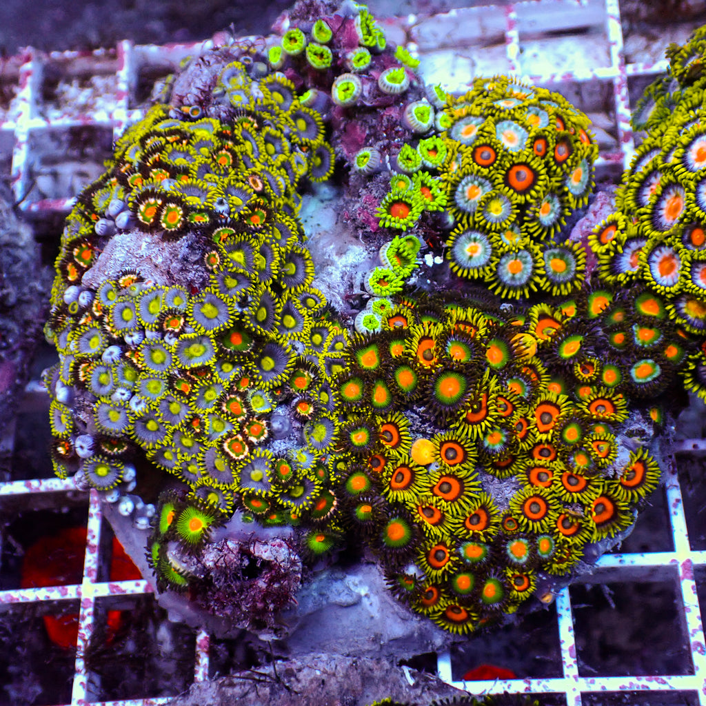 WYSIWYG Rainbow Zoa Combo Colony - Corals Anonymous