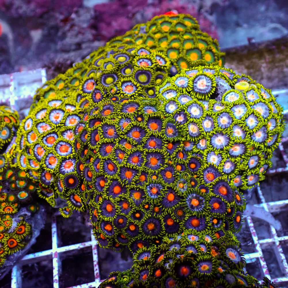WYSIWYG Rainbow Zoa Combo Colony