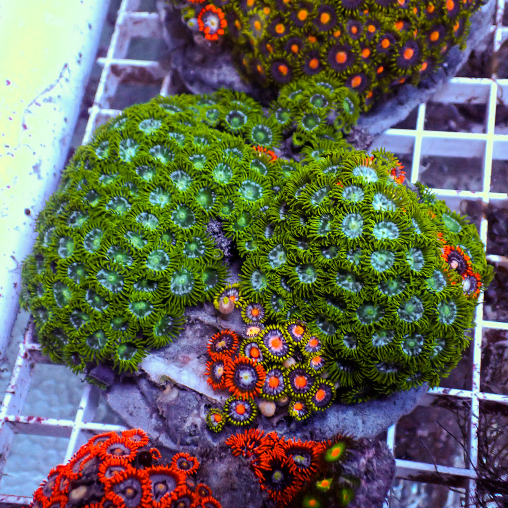 WYSIWYG Rainbow Zoa Combo Colony - Corals Anonymous