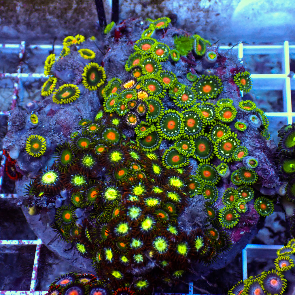 WYSIWYG Rainbow Zoa Combo Colony - Corals Anonymous