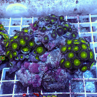 WYSIWYG Rainbow Zoa Combo Colony