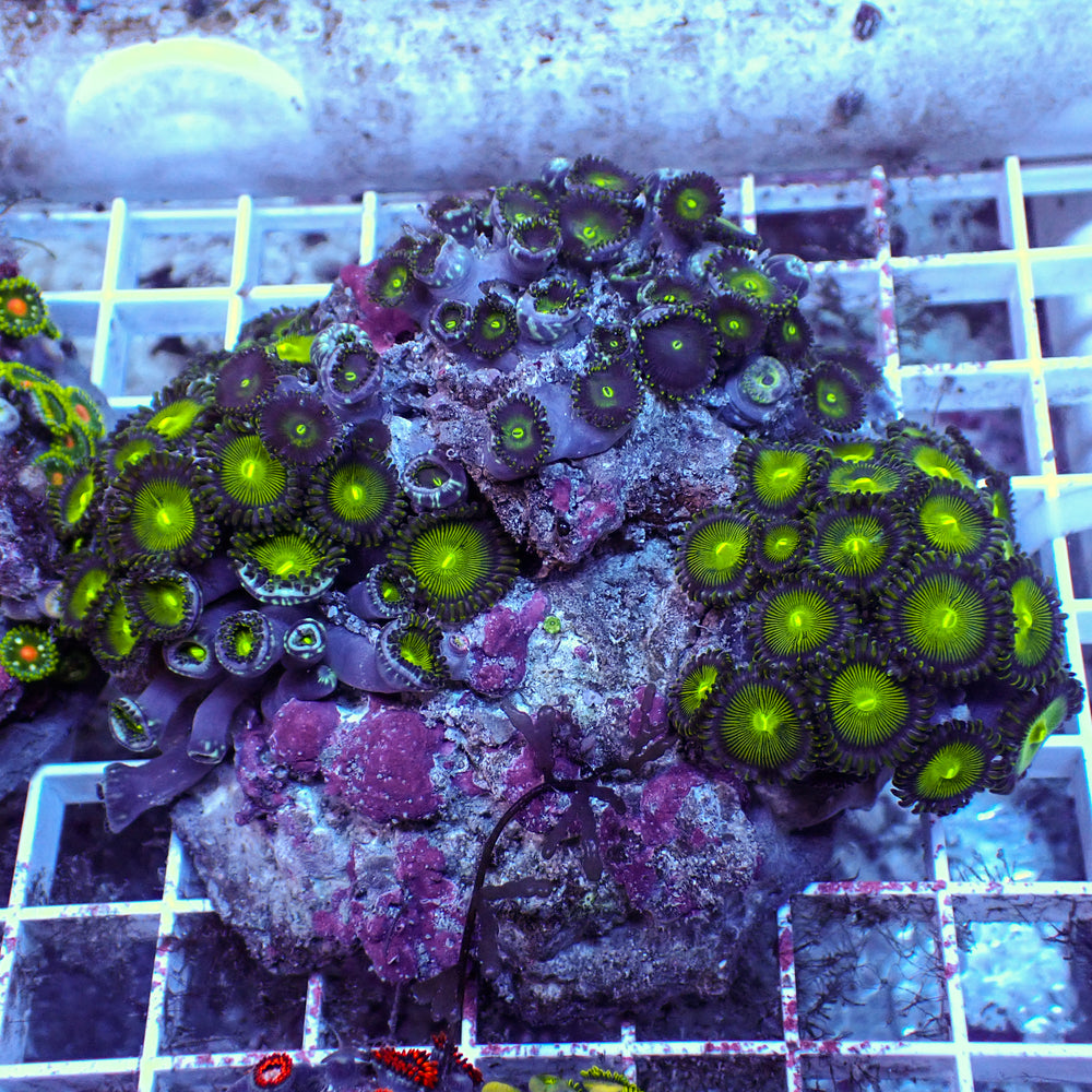 WYSIWYG Rainbow Zoa Combo Colony