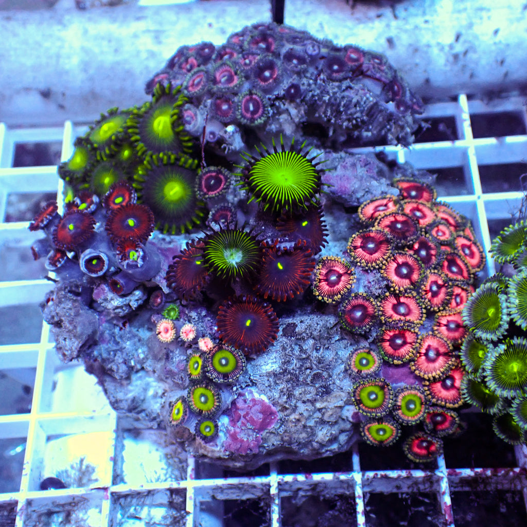 WYSIWYG Rainbow Zoa Combo Colony - Corals Anonymous