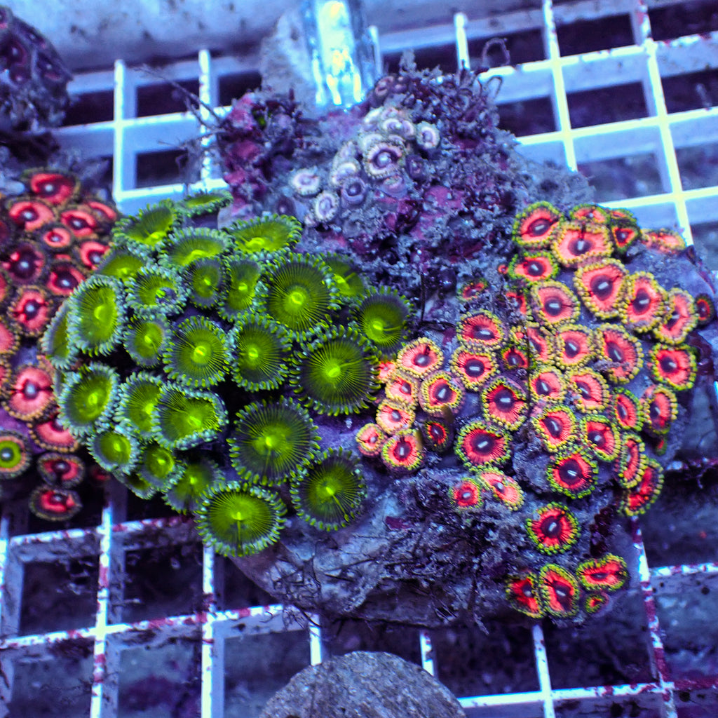 WYSIWYG Rainbow Zoa Combo Colony - Corals Anonymous