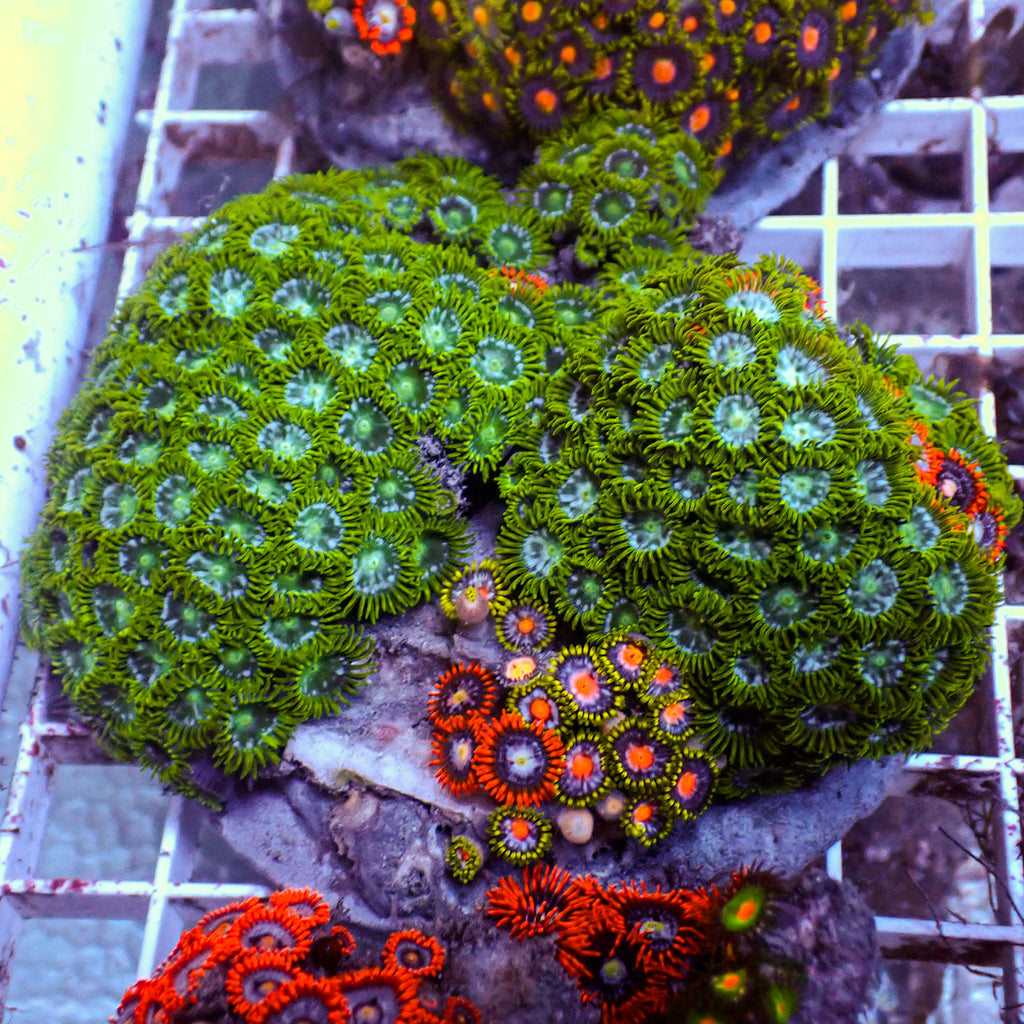 WYSIWYG Rainbow Zoa Combo Colony - Corals Anonymous