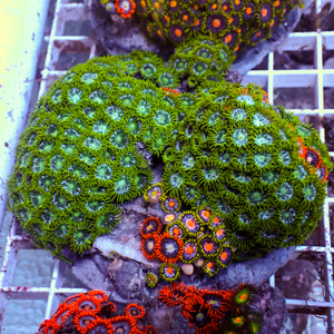 WYSIWYG Rainbow Zoa Combo Colony