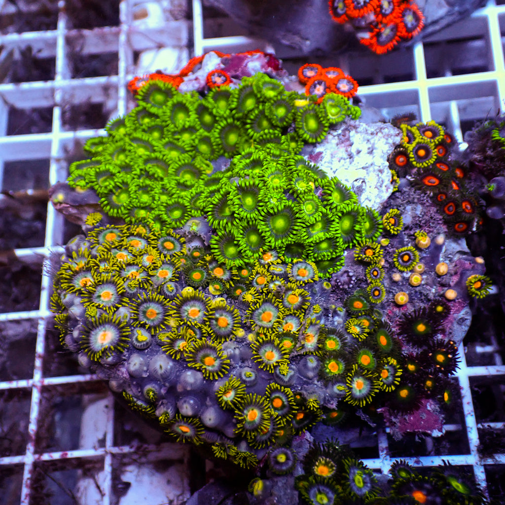 WYSIWYG Rainbow Zoa Combo Colony - Corals Anonymous