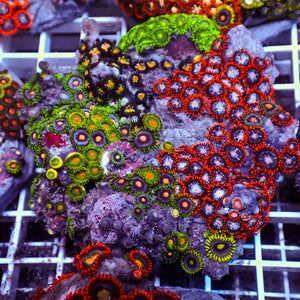 WYSIWYG Rainbow Zoa Combo Colony