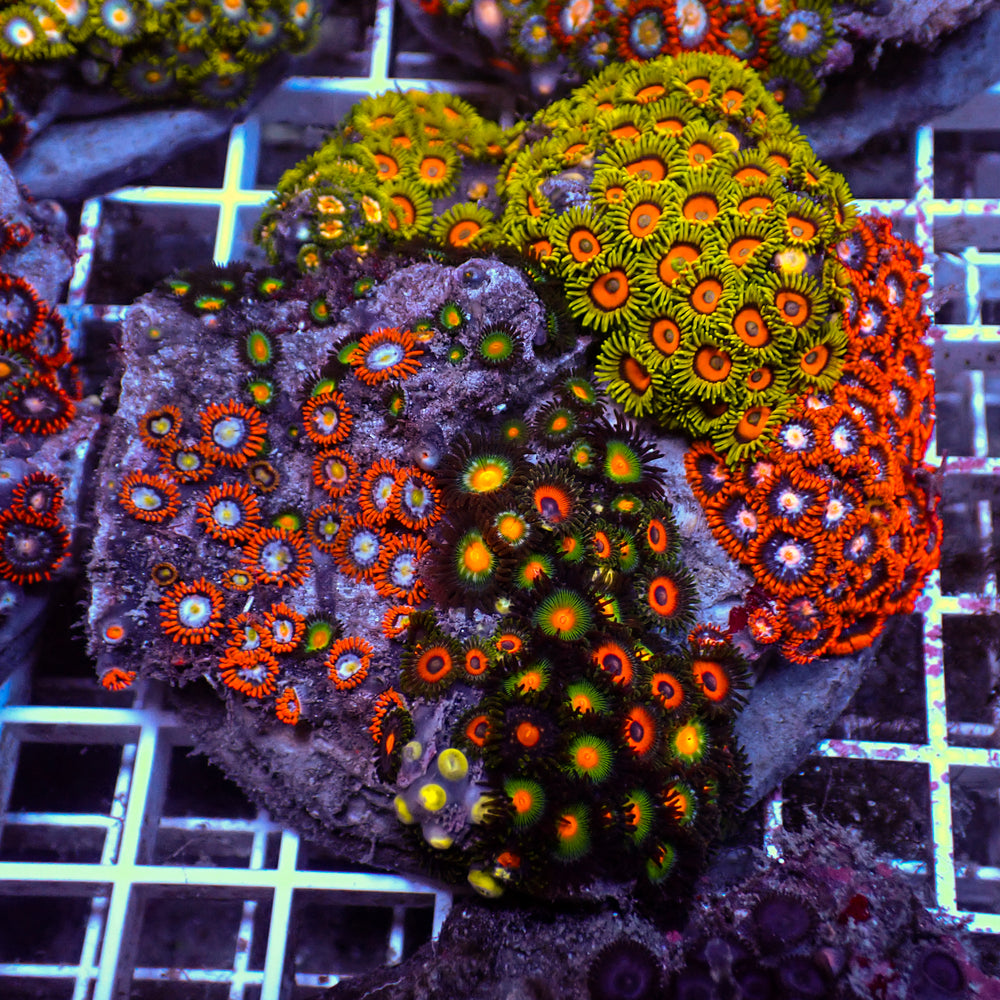 WYSIWYG Rainbow Zoa Combo Colony