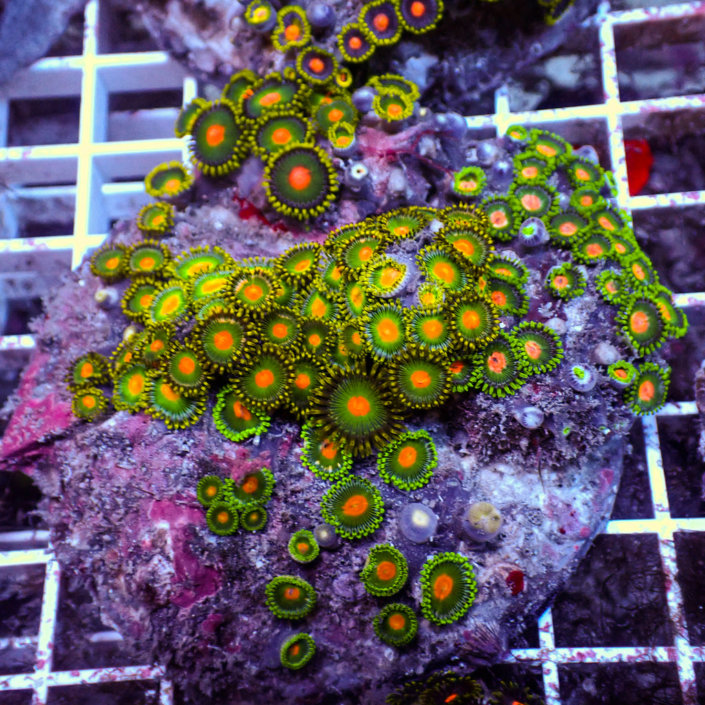 WYSIWYG Rainbow Zoa Combo Colony - Corals Anonymous