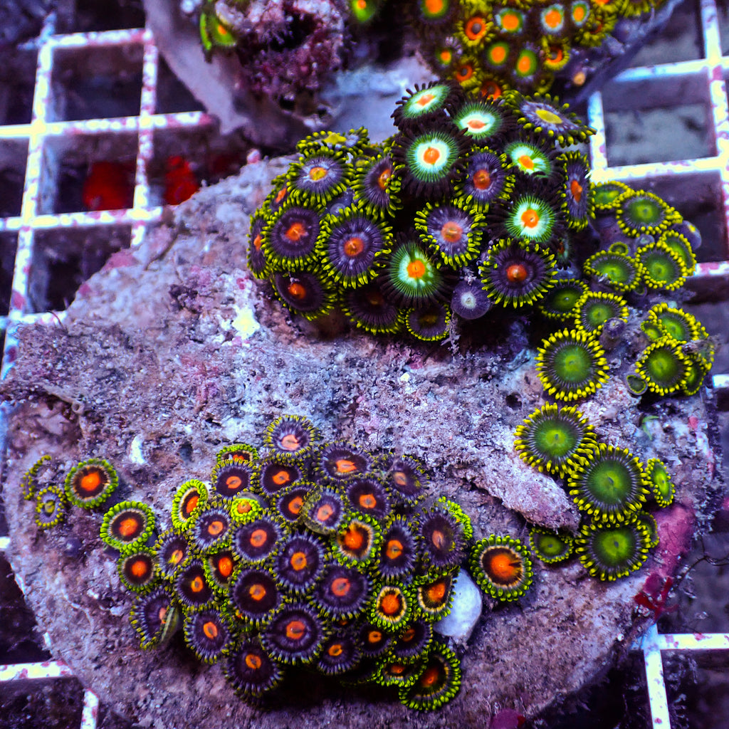 WYSIWYG Rainbow Zoa Combo Colony - Corals Anonymous