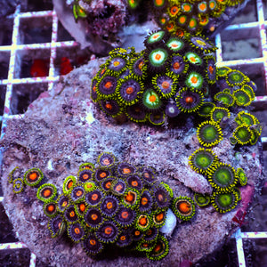 WYSIWYG Rainbow Zoa Combo Colony