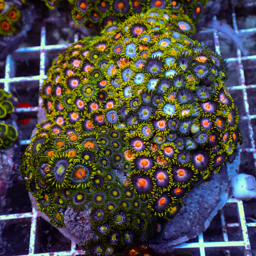 WYSIWYG Rainbow Zoa Combo Colony - Corals Anonymous