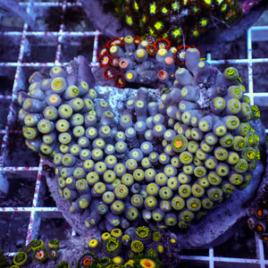WYSIWYG Rainbow Zoa Combo Colony