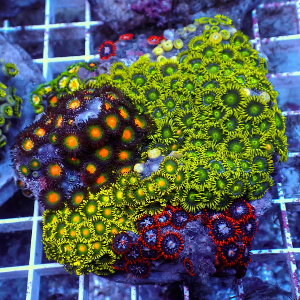 WYSIWYG Rainbow Zoa Combo Colony - Corals Anonymous