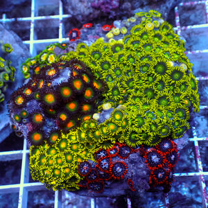 WYSIWYG Rainbow Zoa Combo Colony