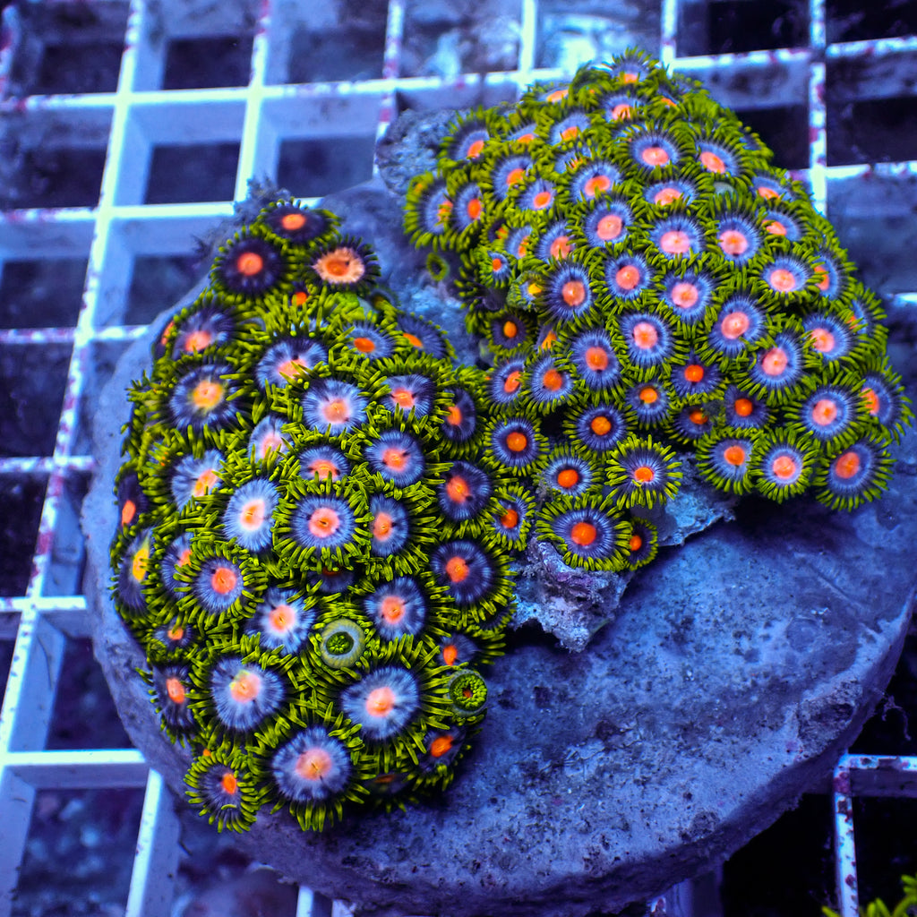 WYSIWYG Rainbow Zoa Combo Colony - Corals Anonymous
