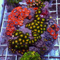 WYSIWYG Rainbow Zoa Combo Colony