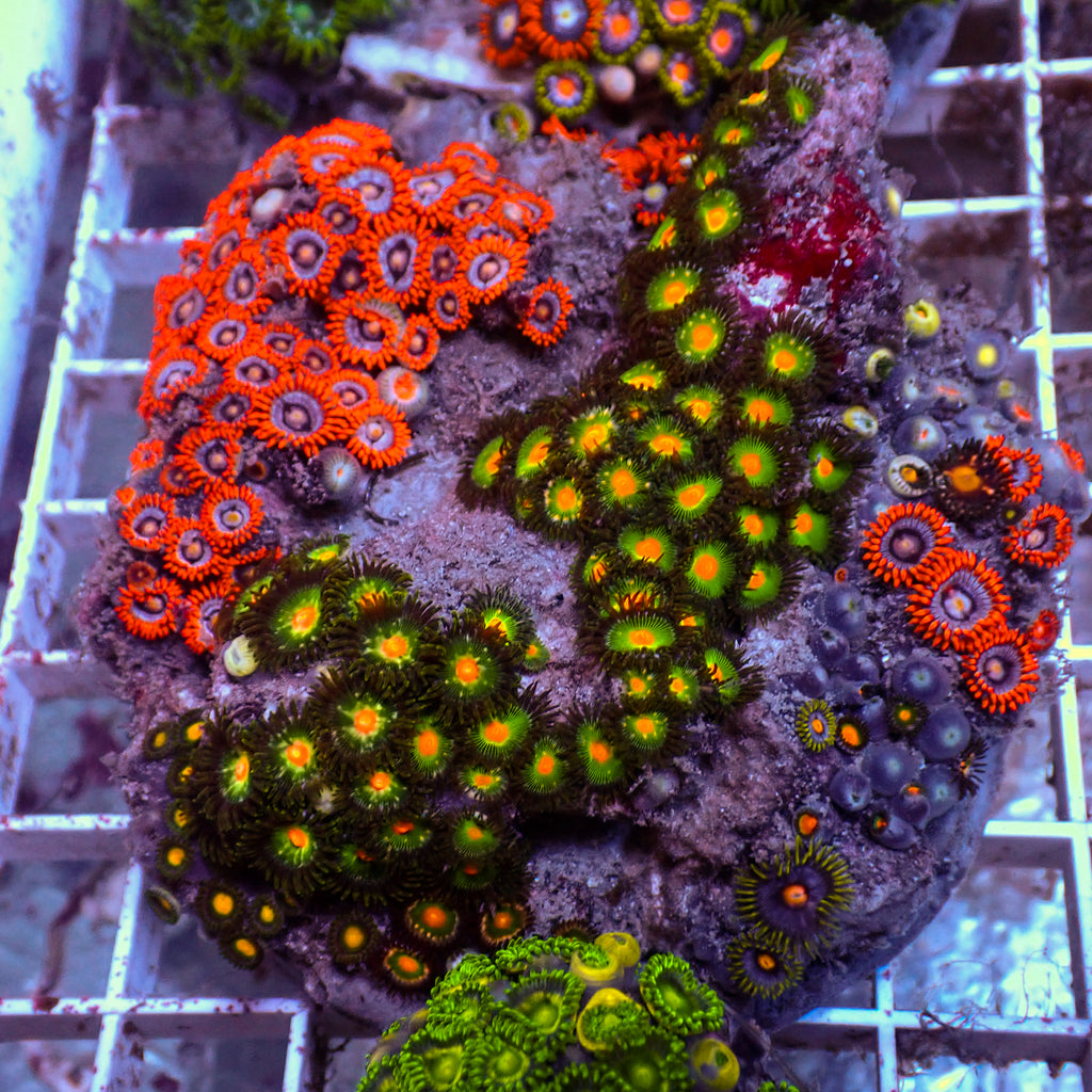 WYSIWYG Rainbow Zoa Combo Colony - Corals Anonymous