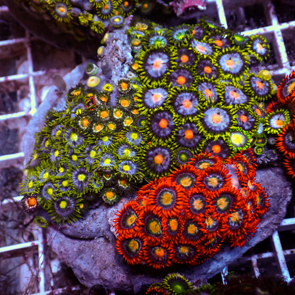 WYSIWYG Rainbow Zoa Combo Colony - Corals Anonymous
