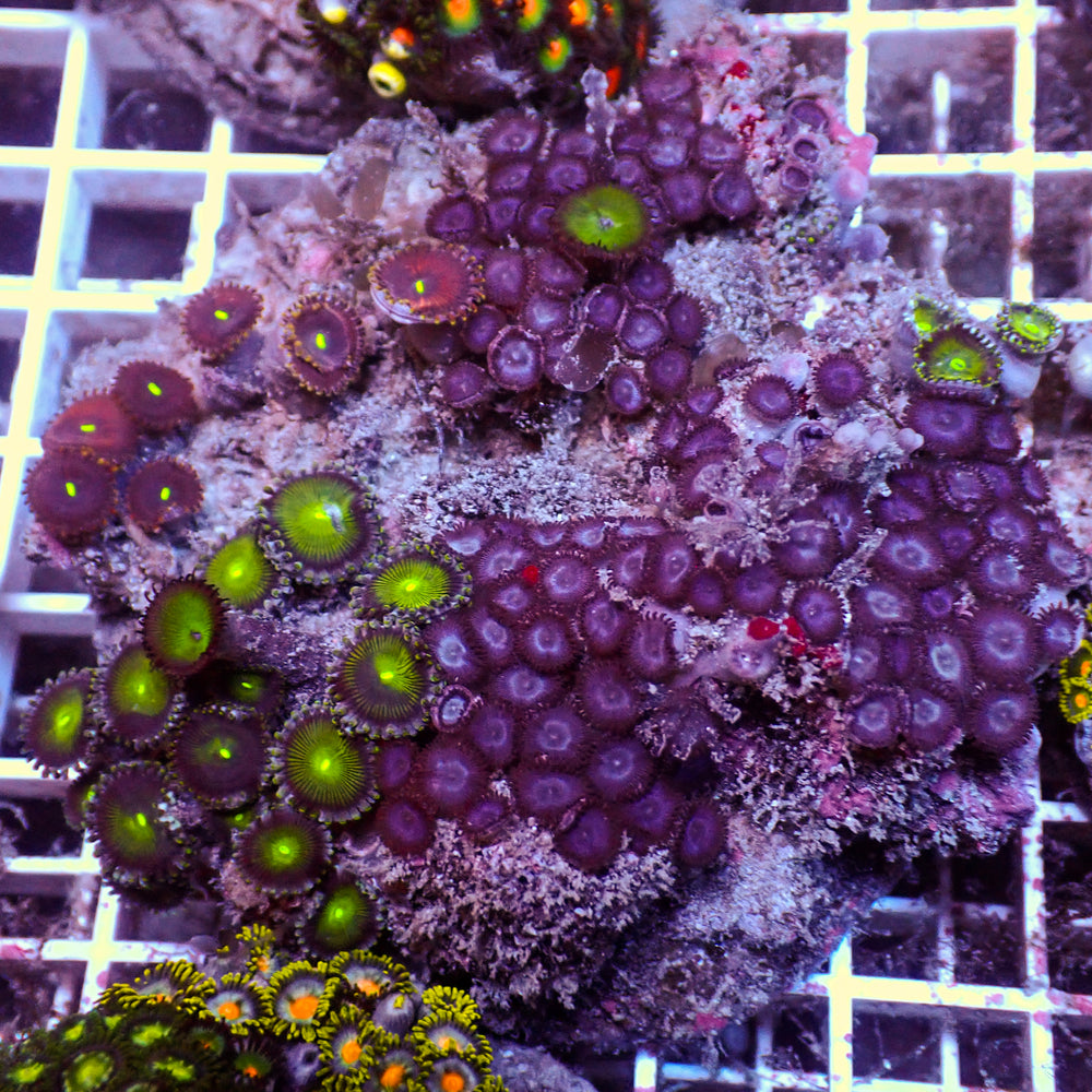 WYSIWYG Rainbow Zoa Combo Colony