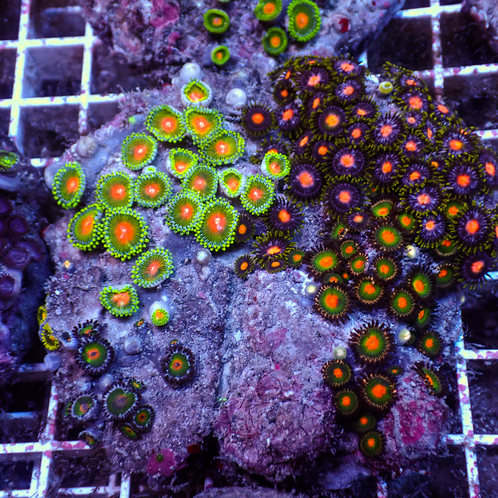 WYSIWYG Rainbow Zoa Combo Colony