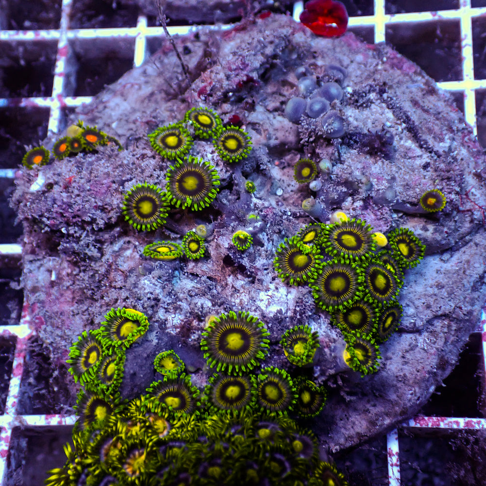 WYSIWYG Rainbow Zoa Combo Colony