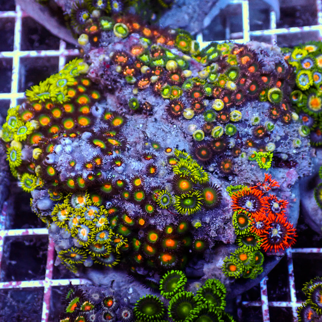 WYSIWYG Rainbow Zoa Combo Colony - Corals Anonymous