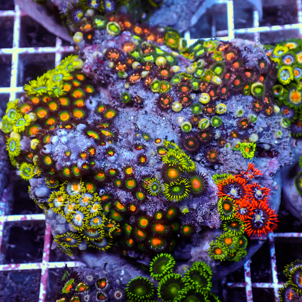 WYSIWYG Rainbow Zoa Combo Colony