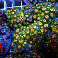 WYSIWYG Rainbow Zoa Combo Colony