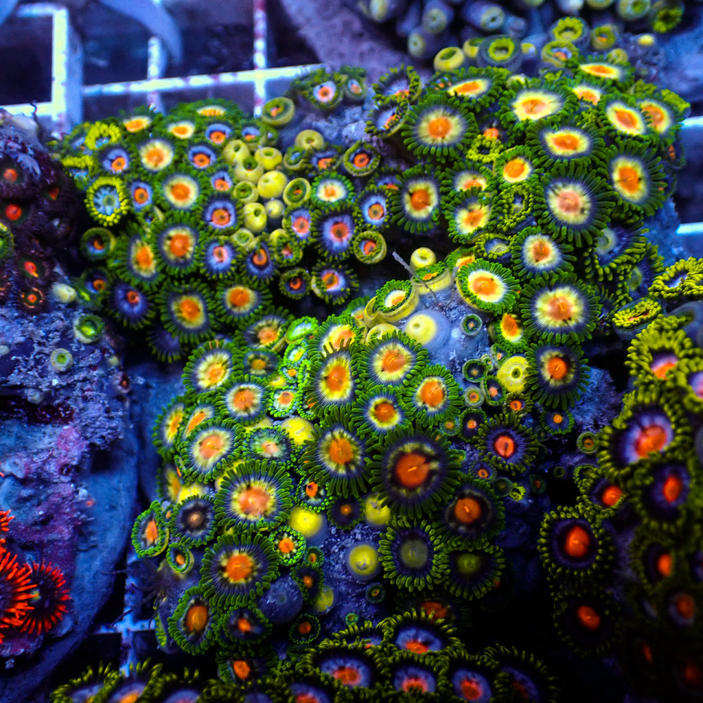 WYSIWYG Rainbow Zoa Combo Colony - Corals Anonymous
