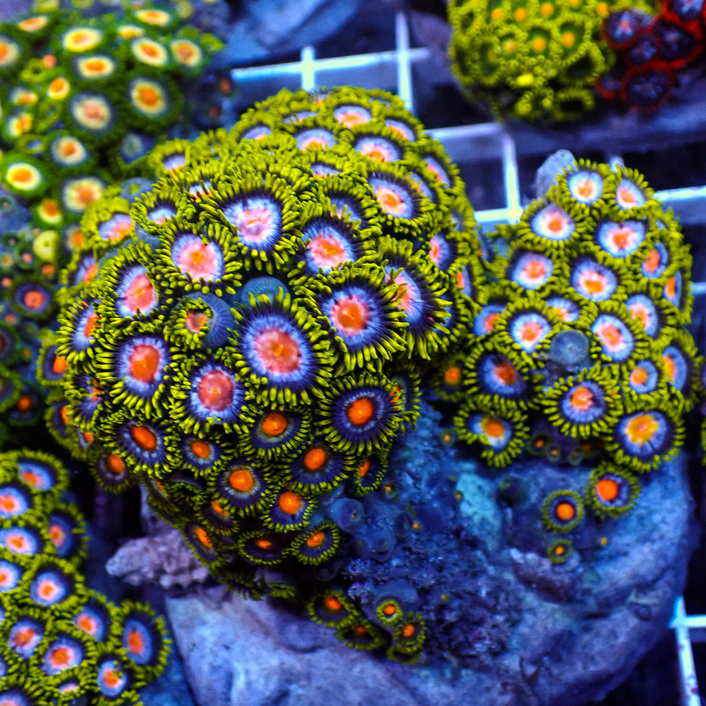 WYSIWYG Rainbow Zoa Combo Colony - Corals Anonymous