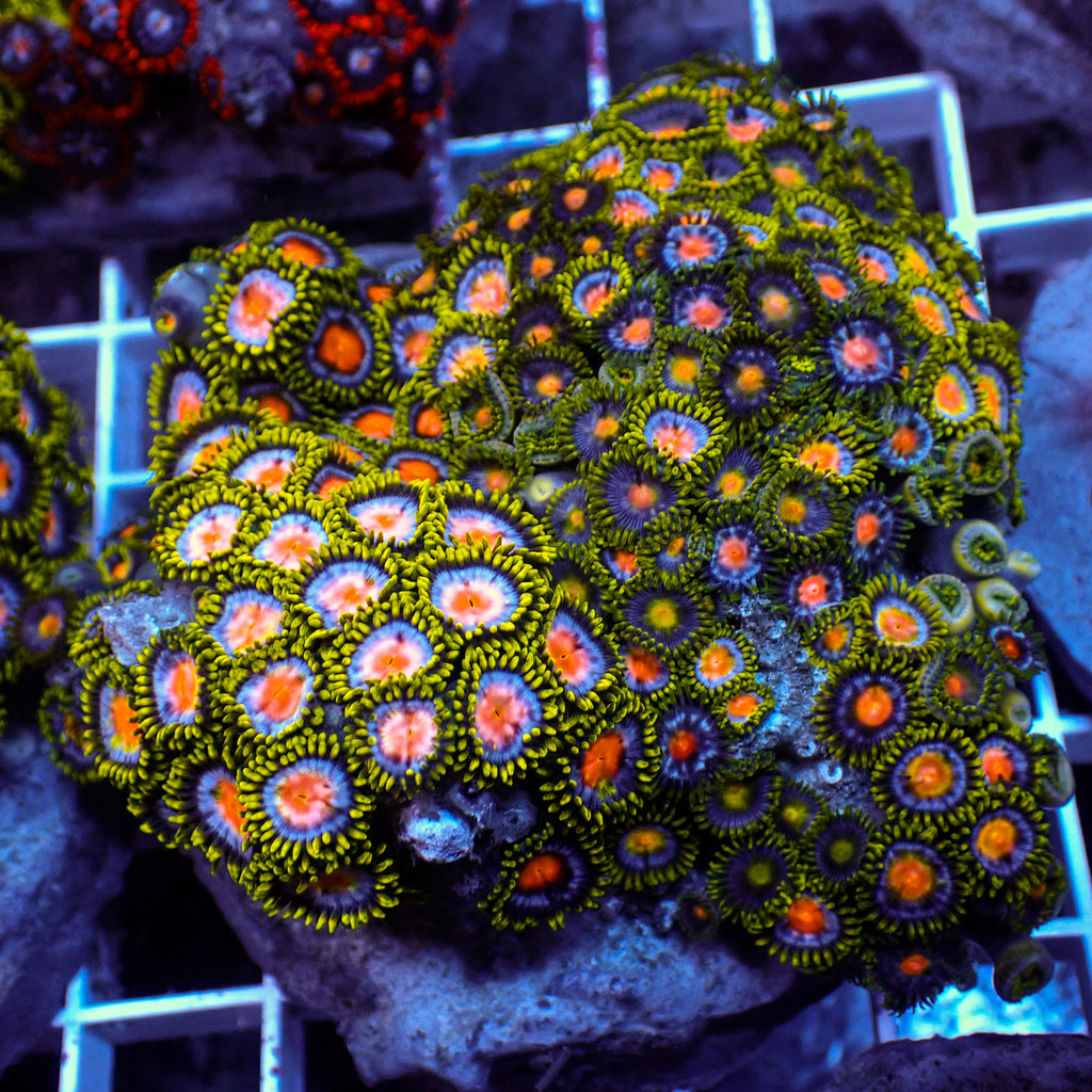 WYSIWYG Rainbow Zoa Combo Colony - Corals Anonymous