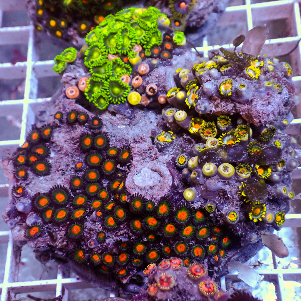 WYSIWYG Rainbow Zoa Combo Colony - Corals Anonymous