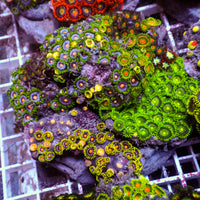 WYSIWYG Rainbow Zoa Combo Colony
