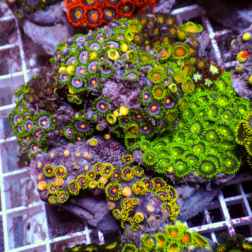 WYSIWYG Rainbow Zoa Combo Colony - Corals Anonymous