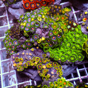 WYSIWYG Rainbow Zoa Combo Colony