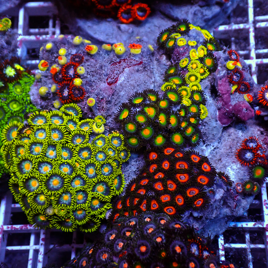 WYSIWYG Rainbow Zoa Combo Colony - Corals Anonymous