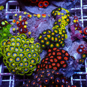 WYSIWYG Rainbow Zoa Combo Colony