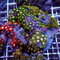 WYSIWYG Rainbow Zoa Combo Colony