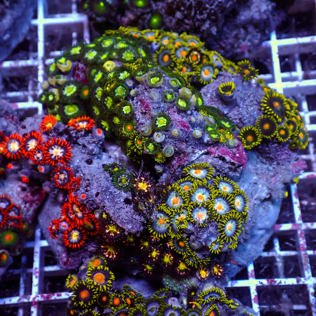 WYSIWYG Rainbow Zoa Combo Colony - Corals Anonymous