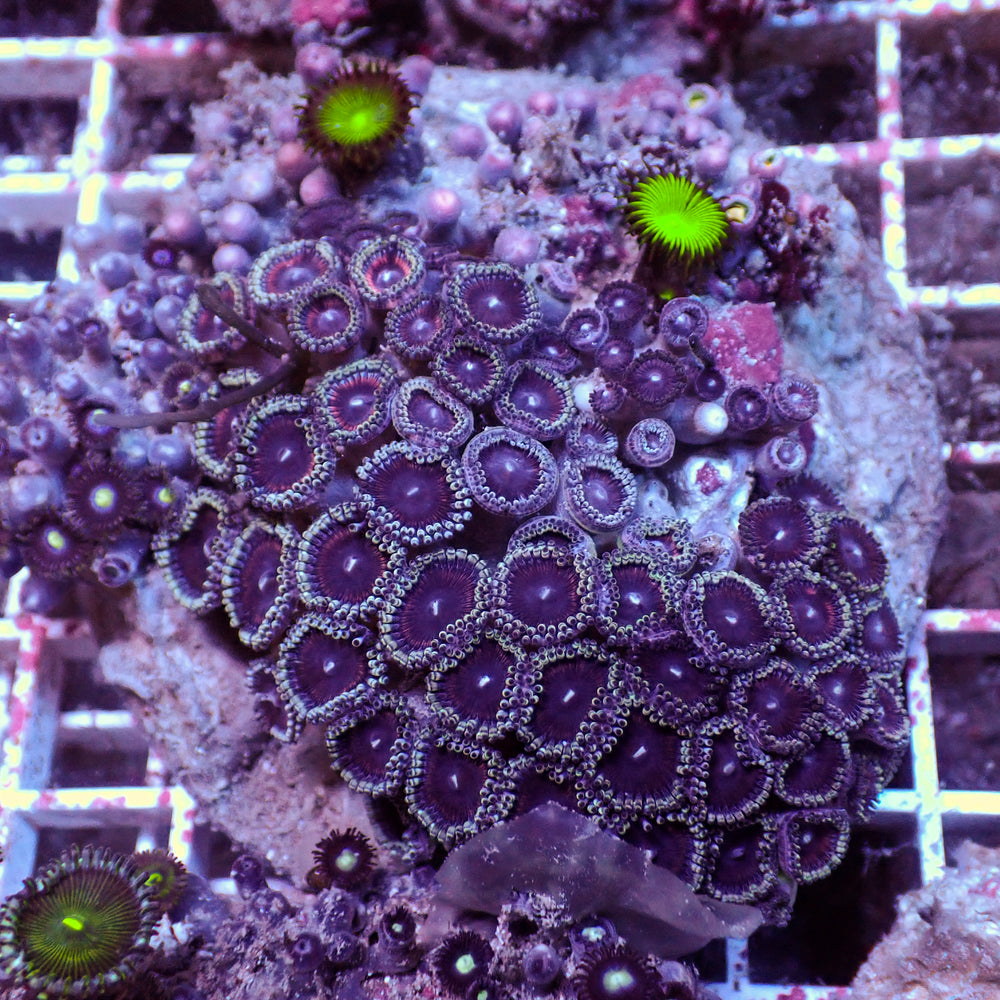 WYSIWYG Rainbow Zoa Combo Colony